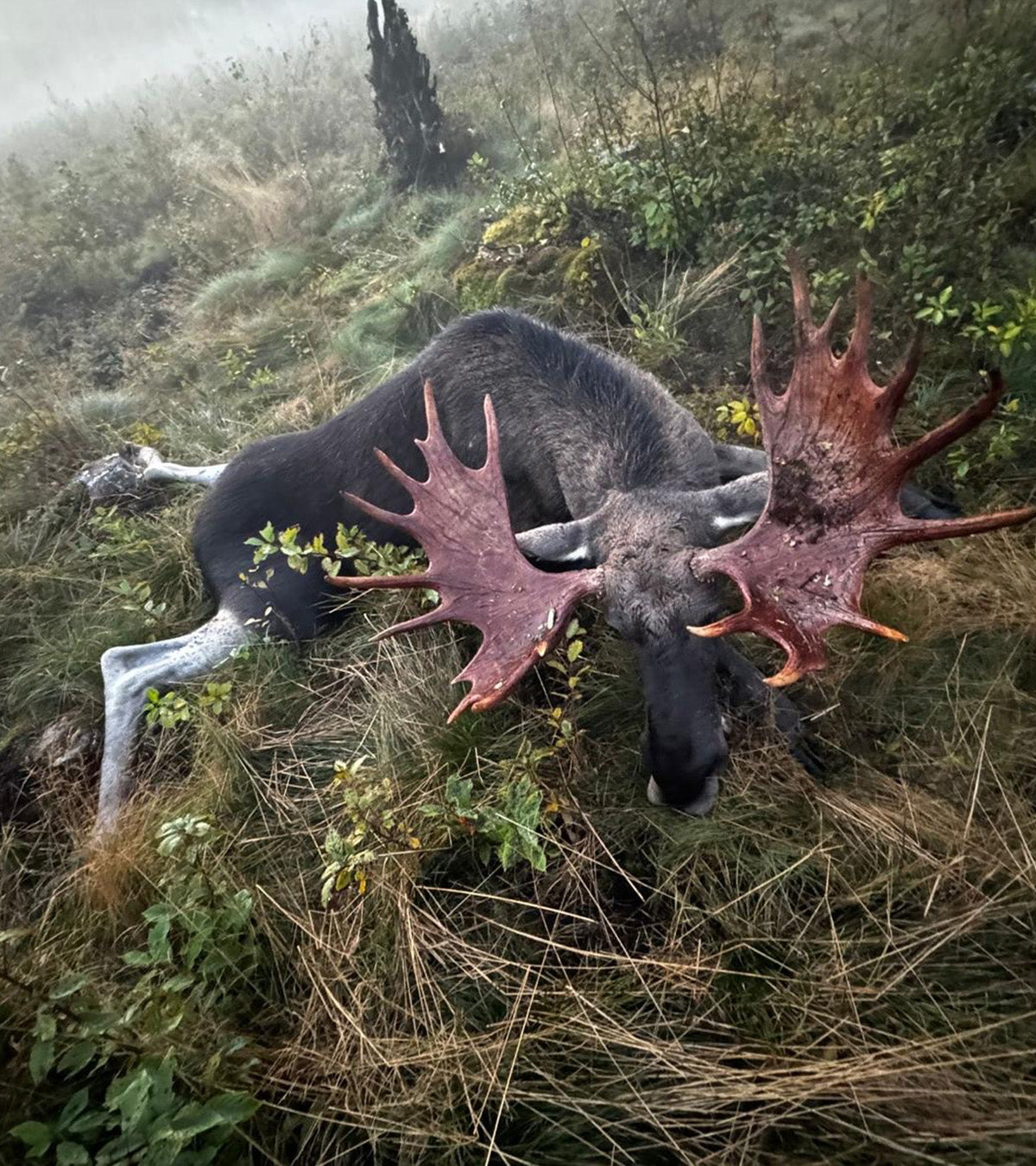 No Trophy Limit Bull Moose Hunting