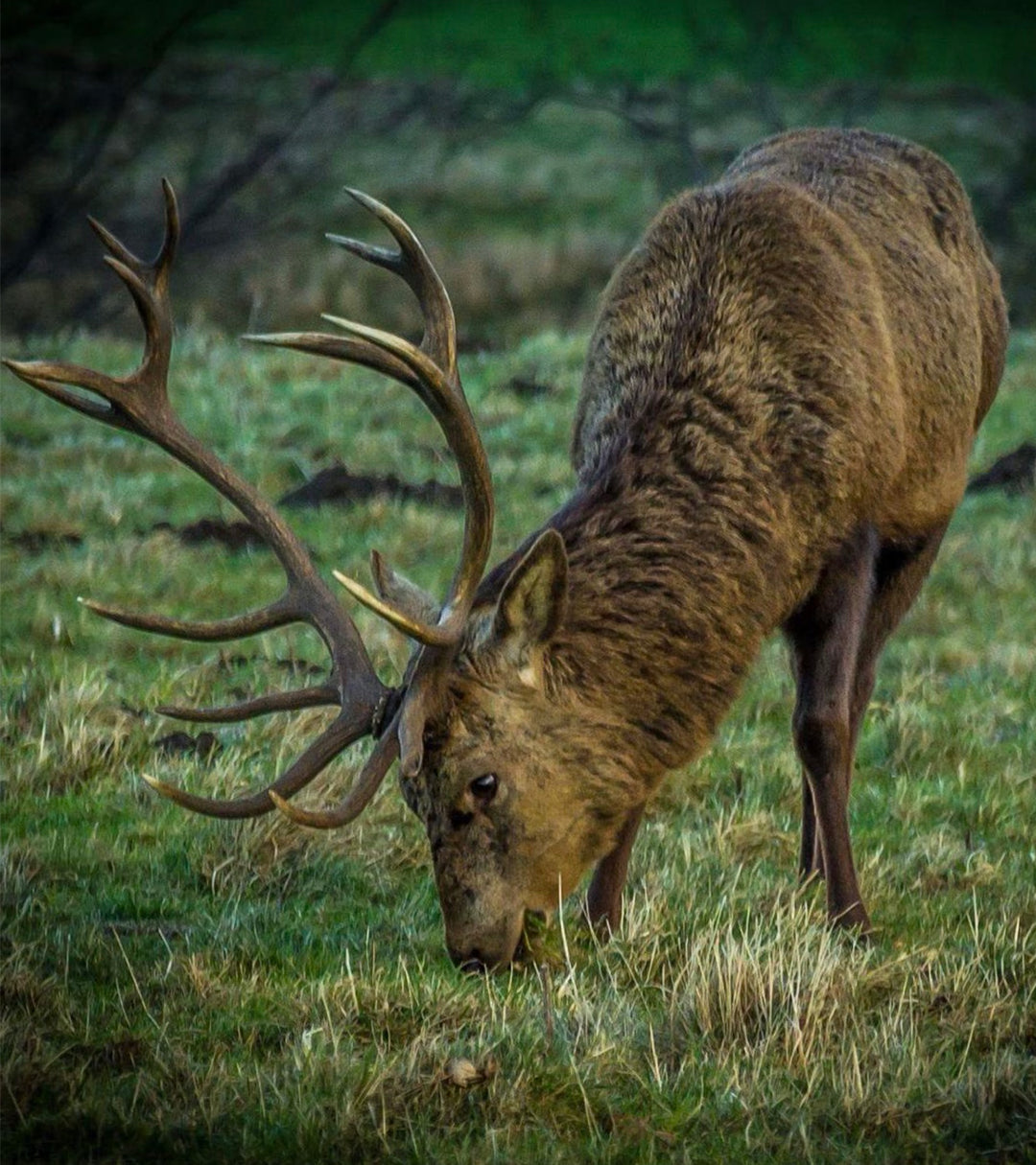 Red Riding Deer Red Deer – Jeger Guides & Outfitters